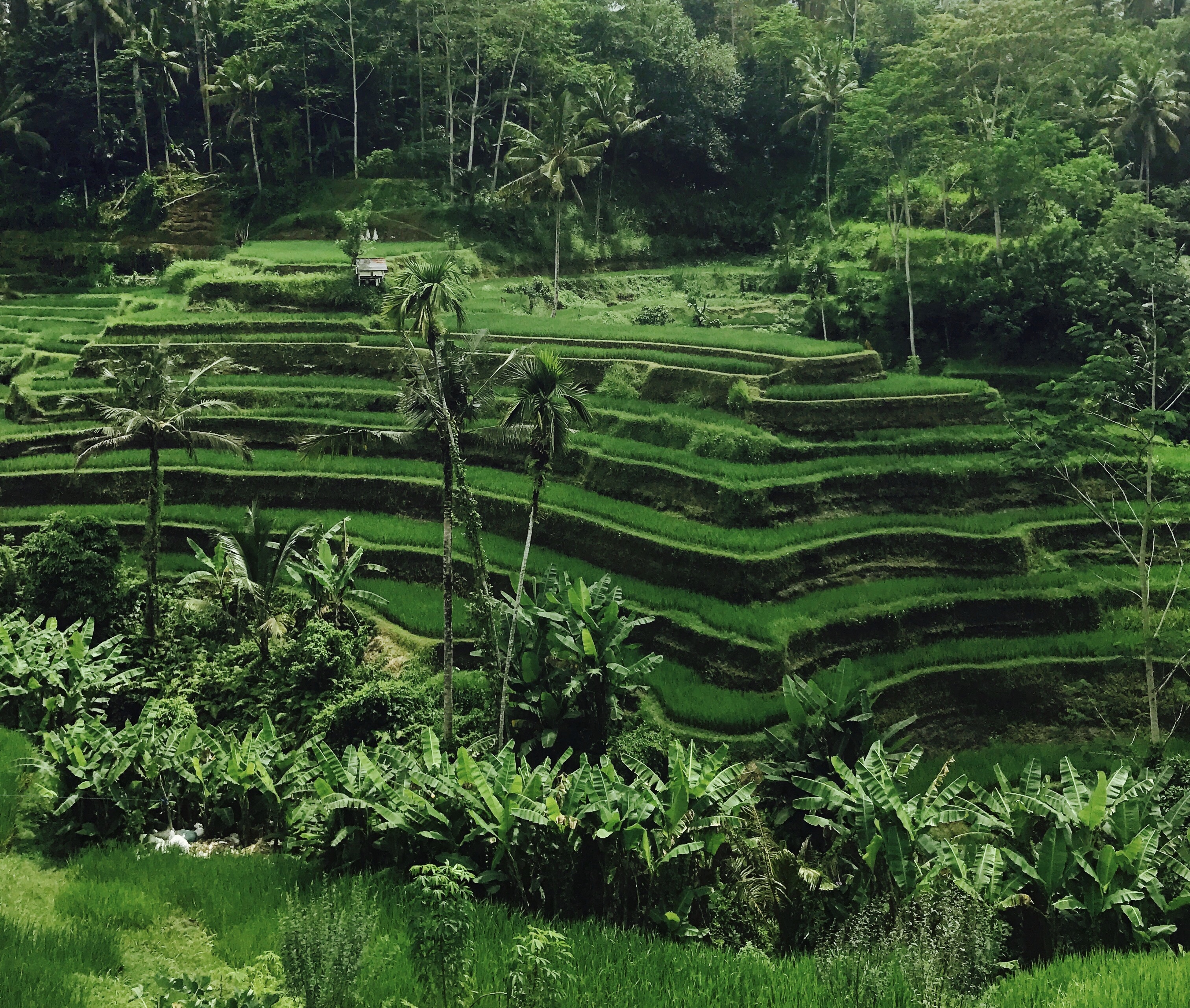 Bali-Tegalallang-Rice-Terraces.jpg