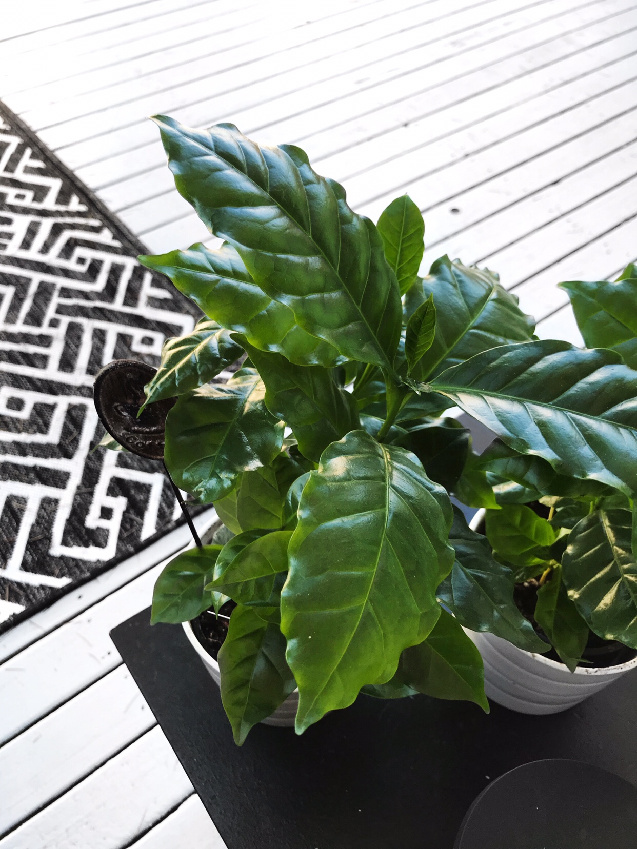 Arabica Coffee Plants at home