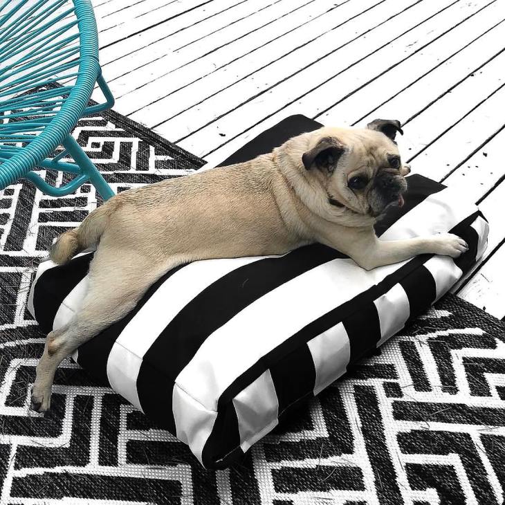 Pug sprawled out on black-and-white striped pillow