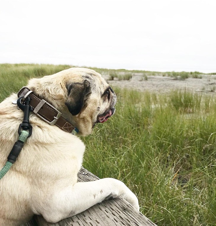 Pug dog looking at beach