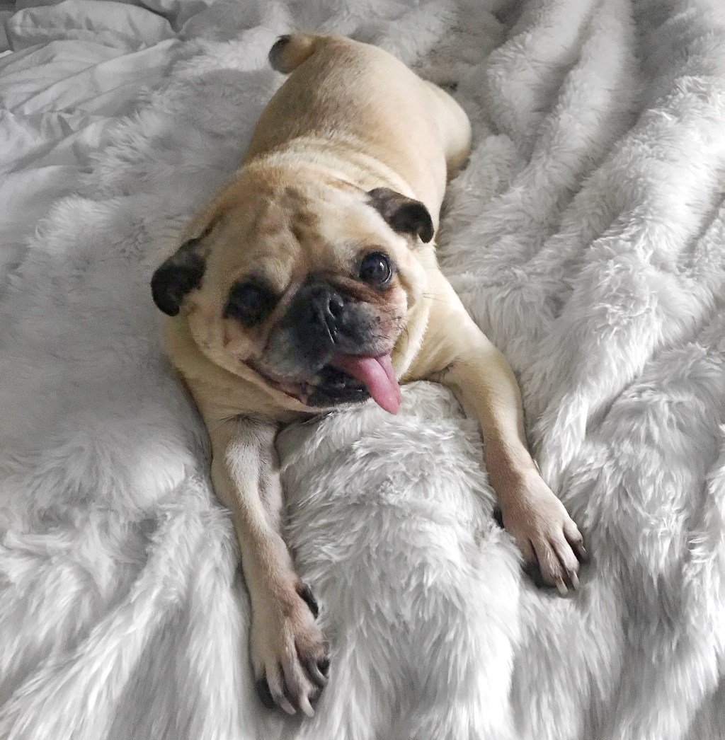 #DearMax, Coping With The Loss Of My&nbsp;Dog