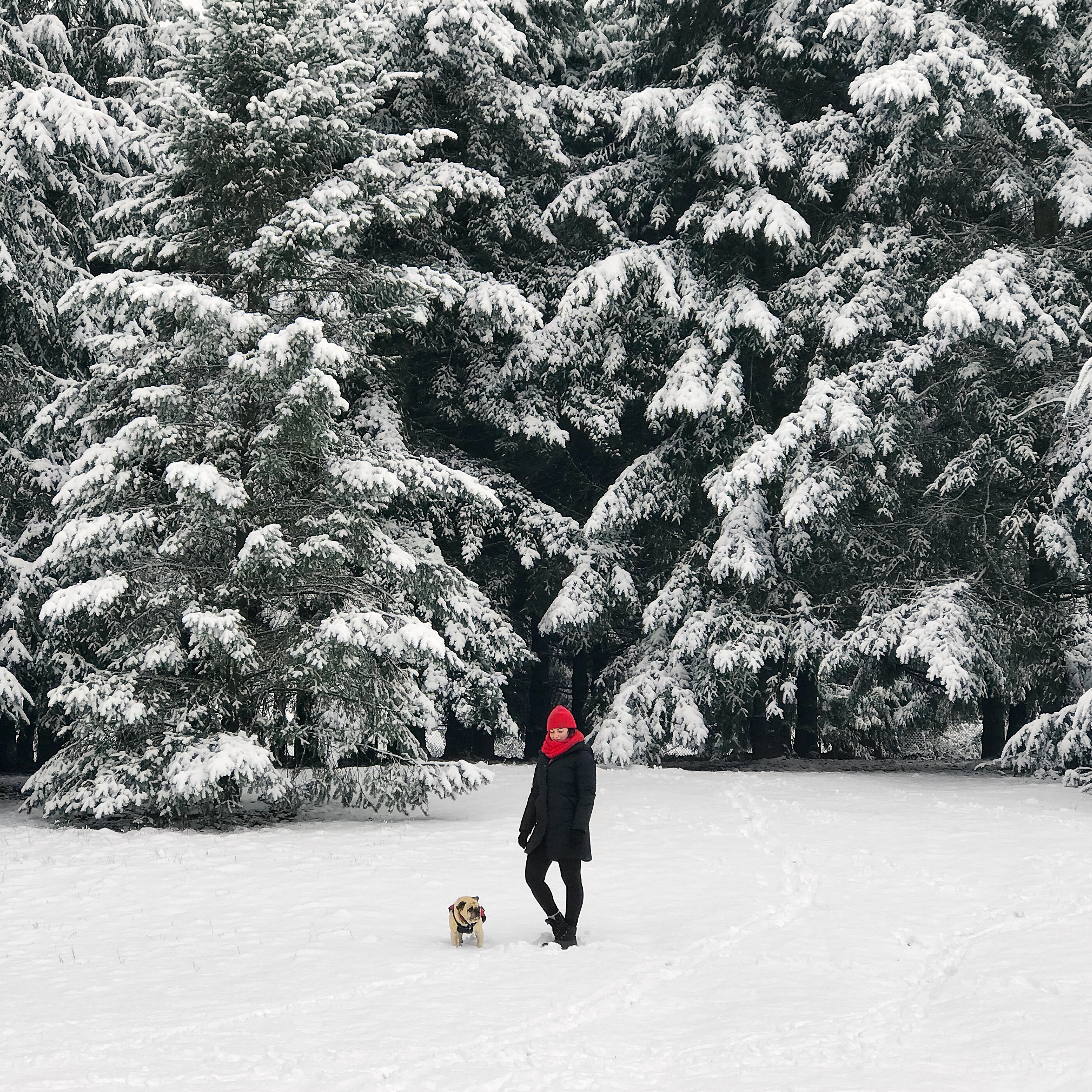 Seattle snow and pine trees fashion blogger