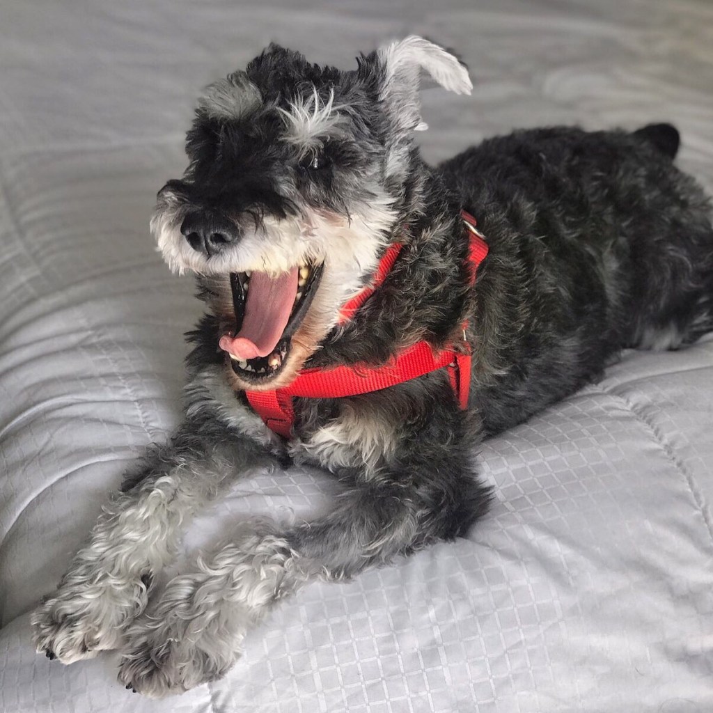 Say Hello To Huxley, My New Mini Schnauzer&nbsp;Puppy