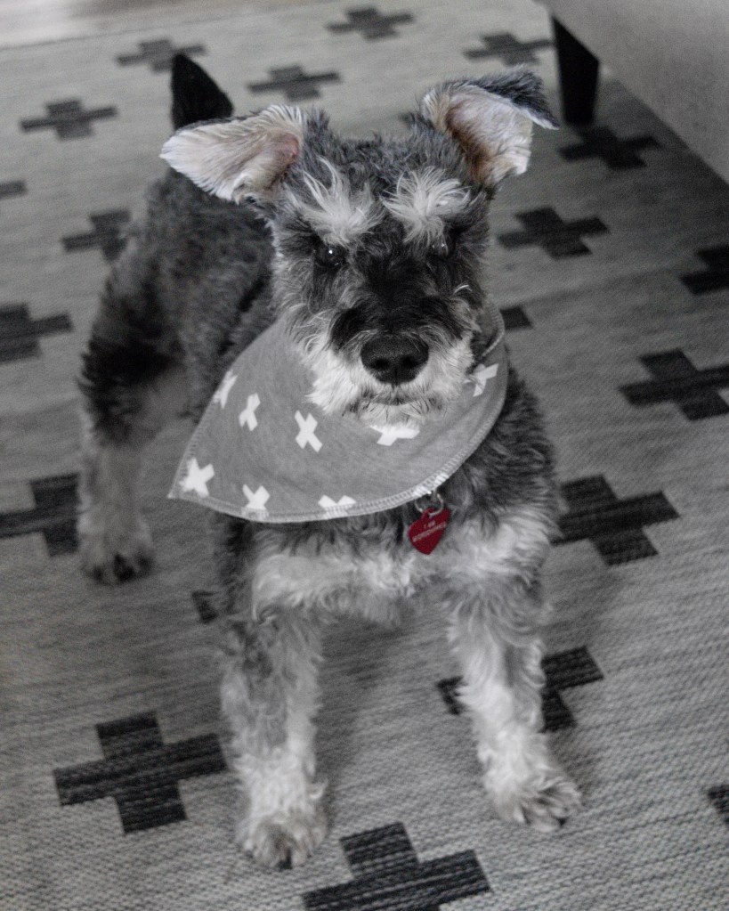 Salt and Pepper Mini Schnauzer with grey bandana