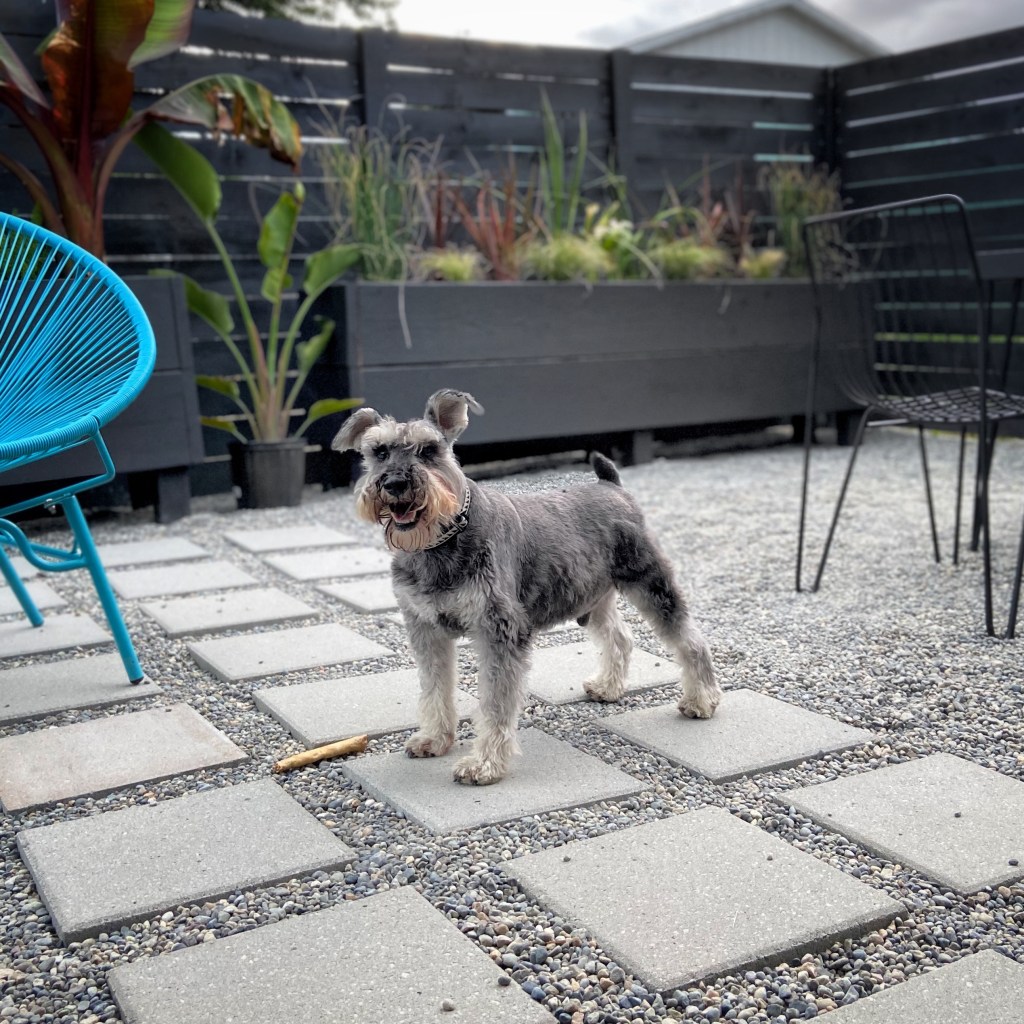 miniature schnauzer standing in a grey gravel yard