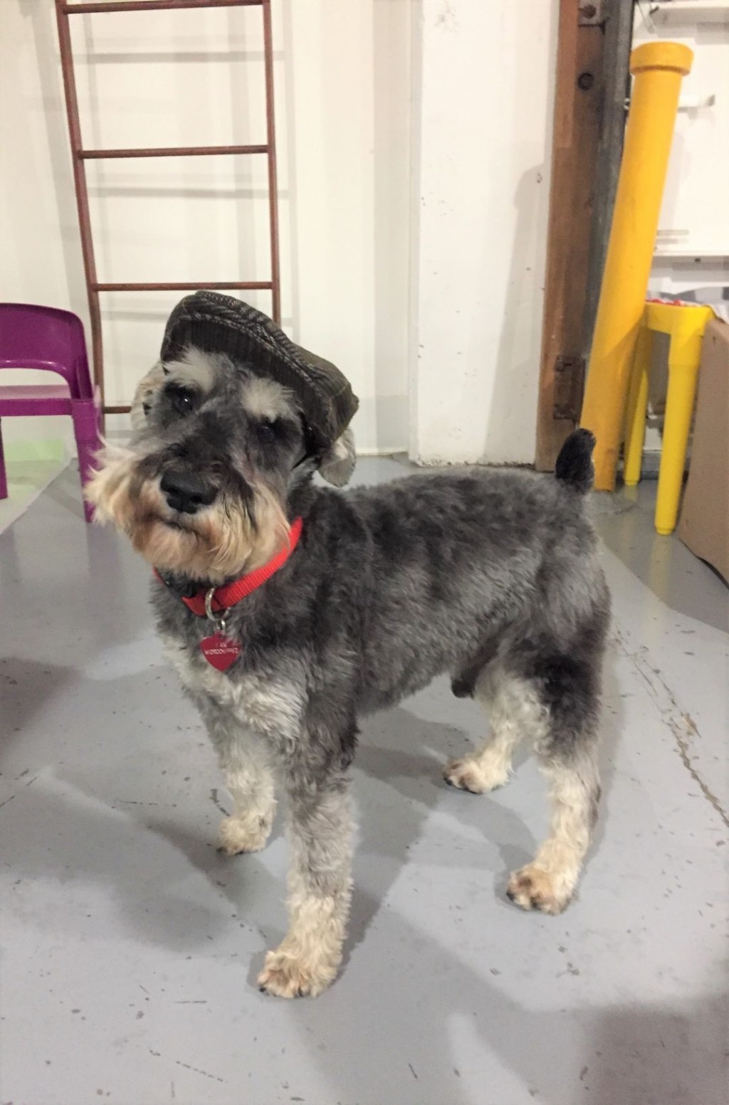 Say Hello To Huxley, My New Mini Schnauzer&nbsp;Puppy